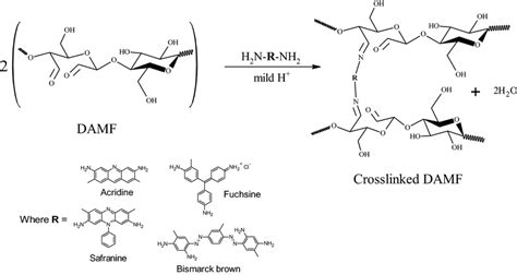 Scheme Of Crosslinking Damfs Via Schiff Base Reaction Using Multi Amine