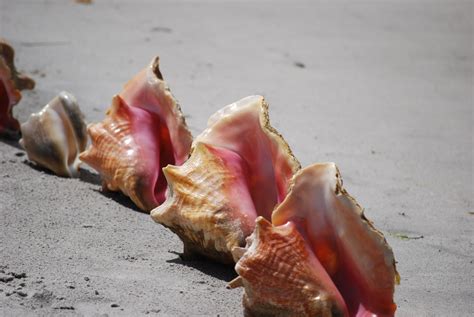 Conch Shells On Beach Free Stock Photo Public Domain Pictures