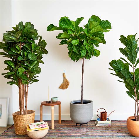 How To Grow And Care For Fiddle Leaf Fig Houseplant