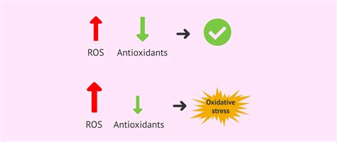 Oxidative Stress And Antioxidants