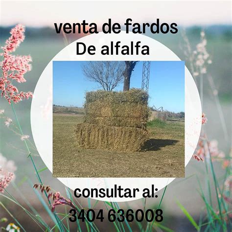 Venta De Fardos De Alfalfa Agroads