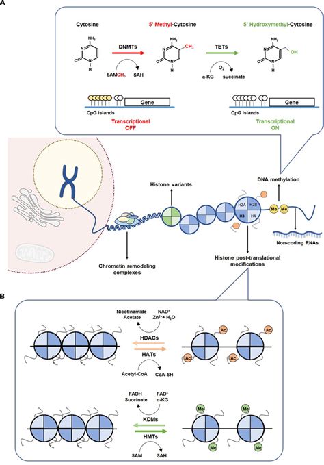 Tumor Cells Metabolism Reprogramming Metabolic Reprogramming Of