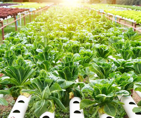 Which Hydroponic Growing System Is Best For You? - Bright Lane Gardens