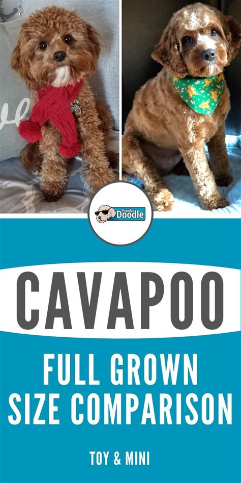 How Big Do Cavapoos Get Learn All About Cavapoo Size And How Large A