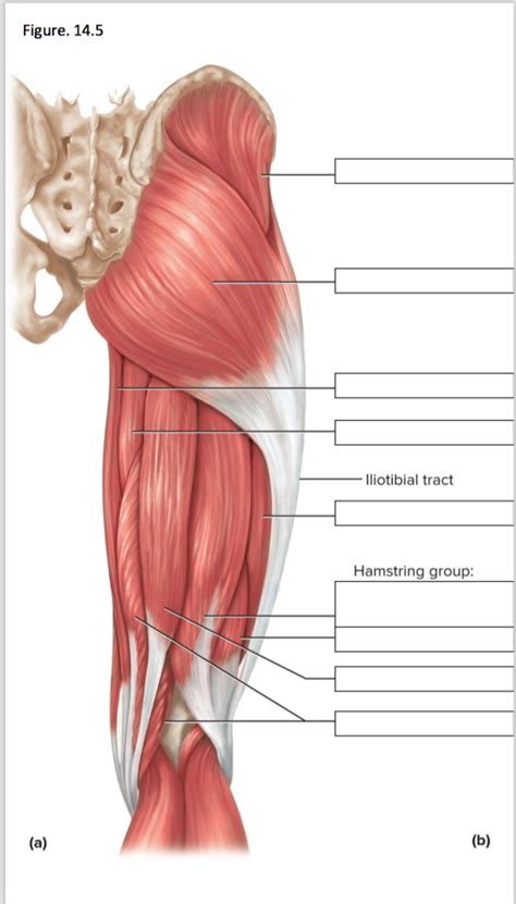 Hip And Thigh Muscles 14 5 Diagram Quizlet