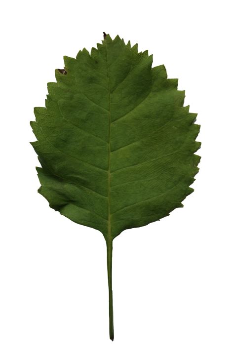 Poplar Leaf Free Cut Out People Trees And Leaves