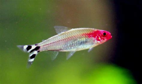 Roter Phantomsalmler Hyphessobrycon Sweglesi Haltung Co