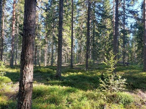 Timo Vesterinen - Metsätilat.fi