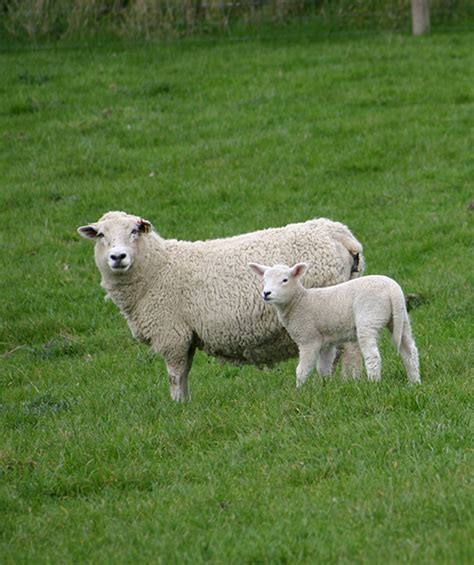 Sheep Feed Compound Feed Options