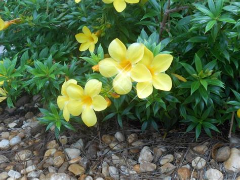 Yellow Flowers In Florida Trees To Plant Plants Yellow Flowers