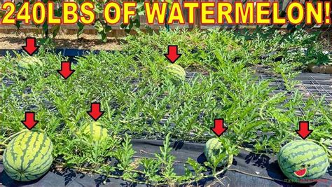 Optimal Spacing for Planting Watermelon in a Raised Bed: A ...