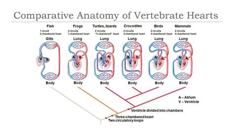 Comparative Anatomy Of Vertebrate Hearts