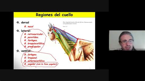 Anatomía topográfica veterinaria U C C Regiones del cuello Parte 1