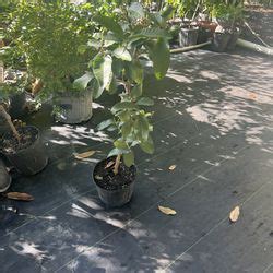 Guava Tree For Sale In Homestead FL OfferUp