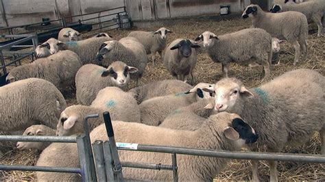 Weiter R Tsel Um Tote Schafe In Witzenhausen Video Hessenschau De