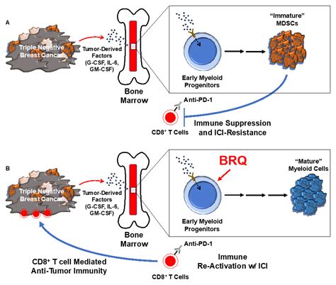 Tumor Immunology And Immunotherapy Research Program Roswell Park