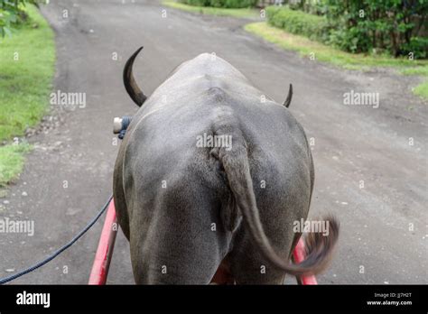 Carabao Dragging A Wagon Philippines Stock Photo Alamy