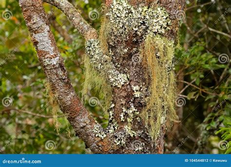 Usnea Fruticose Del Liquen De La Barba Del S Del Viejo Hombre Y Hoja