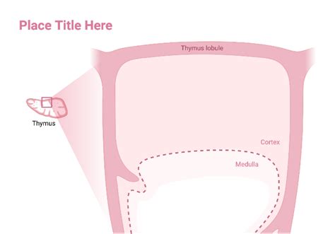 Thymus Cross Section With Callout Layout BioRender Science Templates