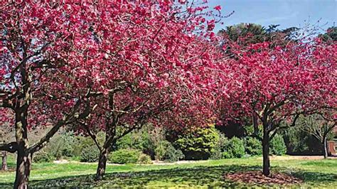 Malus Floribunda Crabapple