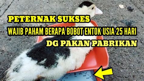 Bobot Entok Usia Hari Dengan Pakan Pabrikan Youtube