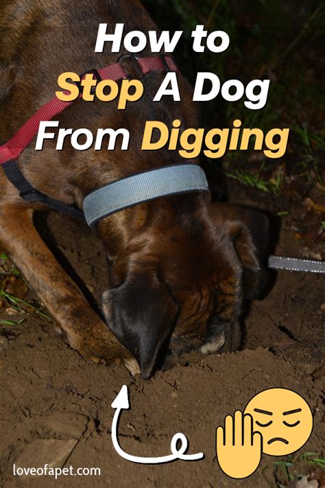 How To Stop A Dog From Digging 5 Tips Love Of A Pet Dogs Digging