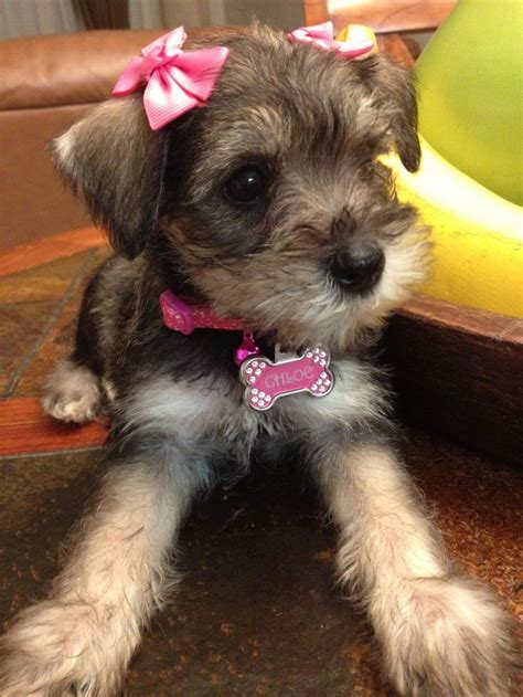 This is Chloe a super adorable mini schnauzer puppy, sooooooo cute💞💕 # ...