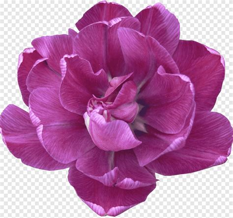 Flower Tulip Lilac Peony Violet Tulip Purple Herbaceous Plant Png