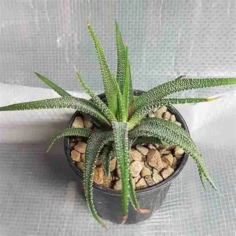 Haworthia Radula Succulent Plants Shop Online For Beauty