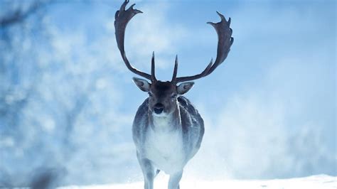Premium Photo Deer In Snow