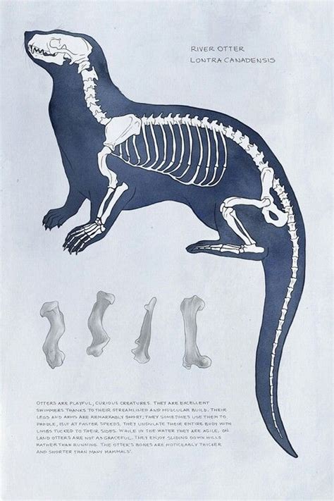 River Otter Otter Illustration Animal Skeletons Animal Posters