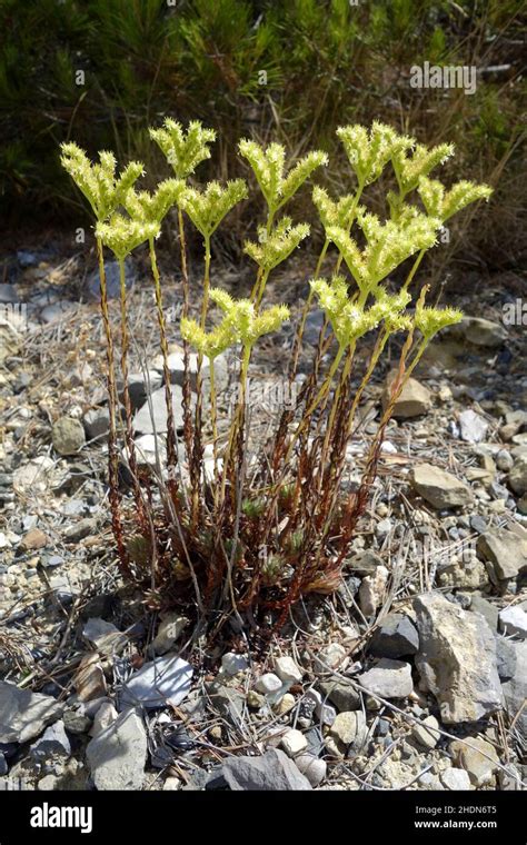 Houseleek Sedum Hi Res Stock Photography And Images Alamy