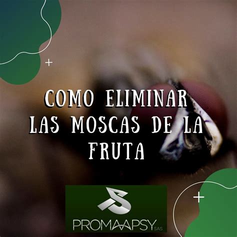 Como Eliminar Las Moscas De La Fruta En Casa Promaapsy S A S