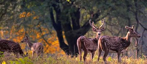 Madhya Pradesh Wildlife Tour - 10 Nights 11 Days Wildlife Package India