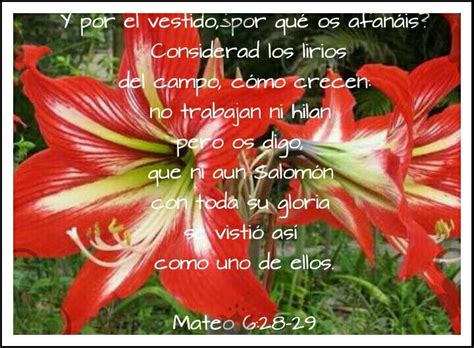 Mateo 628 29 Como Crecer Jehová Lirios