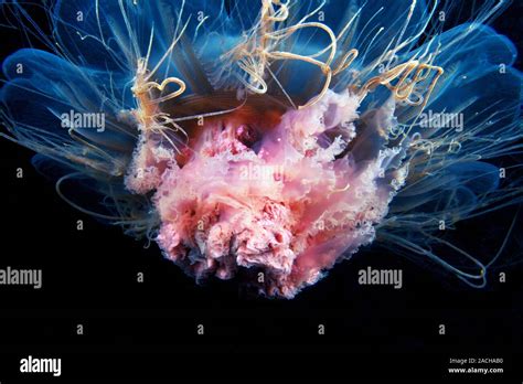 Lions Mane Jellyfish Cyanea Capillata Lions Mane Jellyfish Are The