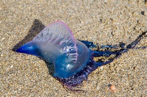 Over 150 attacked at Mumbai Beaches by Blue Bottle Jellyfish