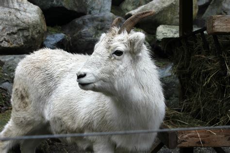 A Walk Through the Alaska Zoo | To & Fro