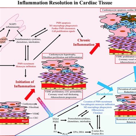 Inflammation Resolution In Cardiac Tissue Schematic Of The Vascular