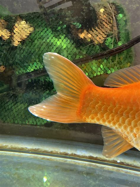 Help What Are These White Spots On My Goldfishs Tail Rgoldfish