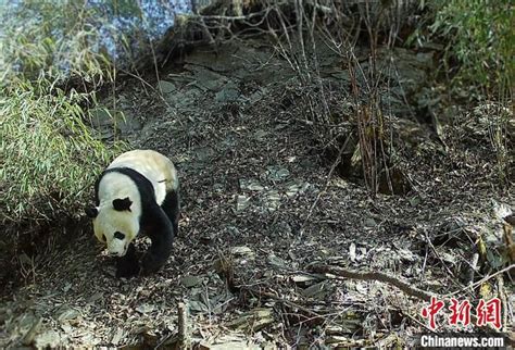 【中国新闻网】四川平武国有林场再现大熊猫踪迹【2022 6 20】 Isenlincn