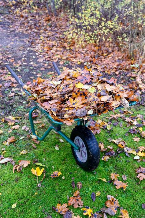 Wheelbarrow Full Of Autumn Leaves Standing In Garden Stock Photo