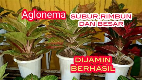 Cara Sederhana Merawat Aglonema Agar Tumbuh Subur YouTube