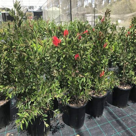 Callistemon Citrinus Endeavour I Bottlebrush