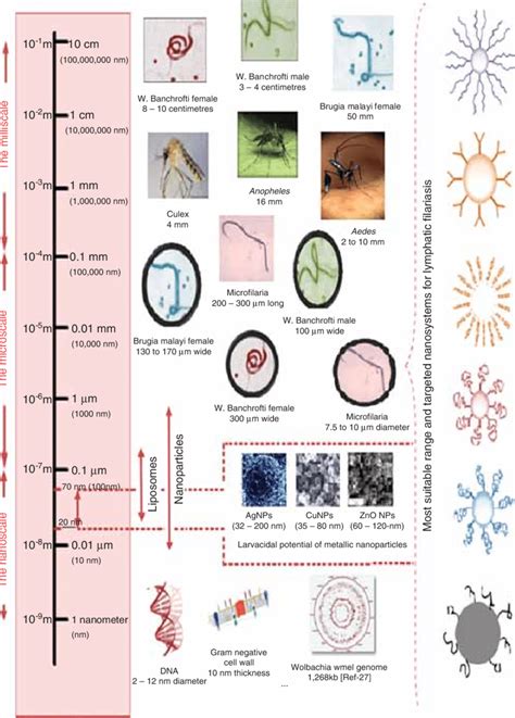 Scaling filarial causative and promising nanofilarial curatives ...