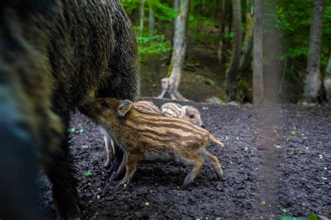 Wildschwein Schwein Sauen Das Kostenloses Foto Auf Pixabay Pixabay