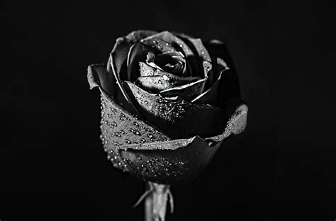 The Meaning of Black Roses and When to Use It - Rose Meaning