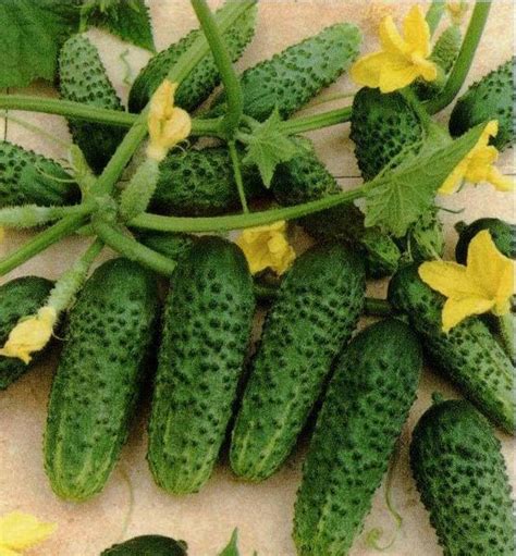 180 Seeds Cucumber Paris Gherkin Seeds From Ukraine11144 Etsy