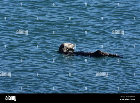 Sea Otter Floating On His Back And Eating Stock Photo Alamy