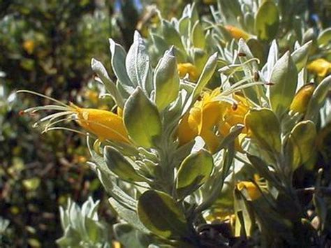 Eremophila glabra subsp. albicans - Geographe Plants